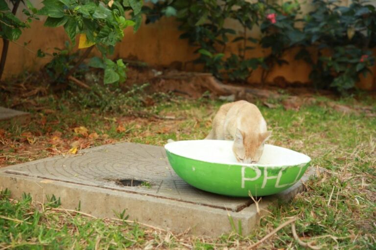 PFCI to distribute 2000 Water Bowls to quench the thirst of needy Animals and Birds, this summer 